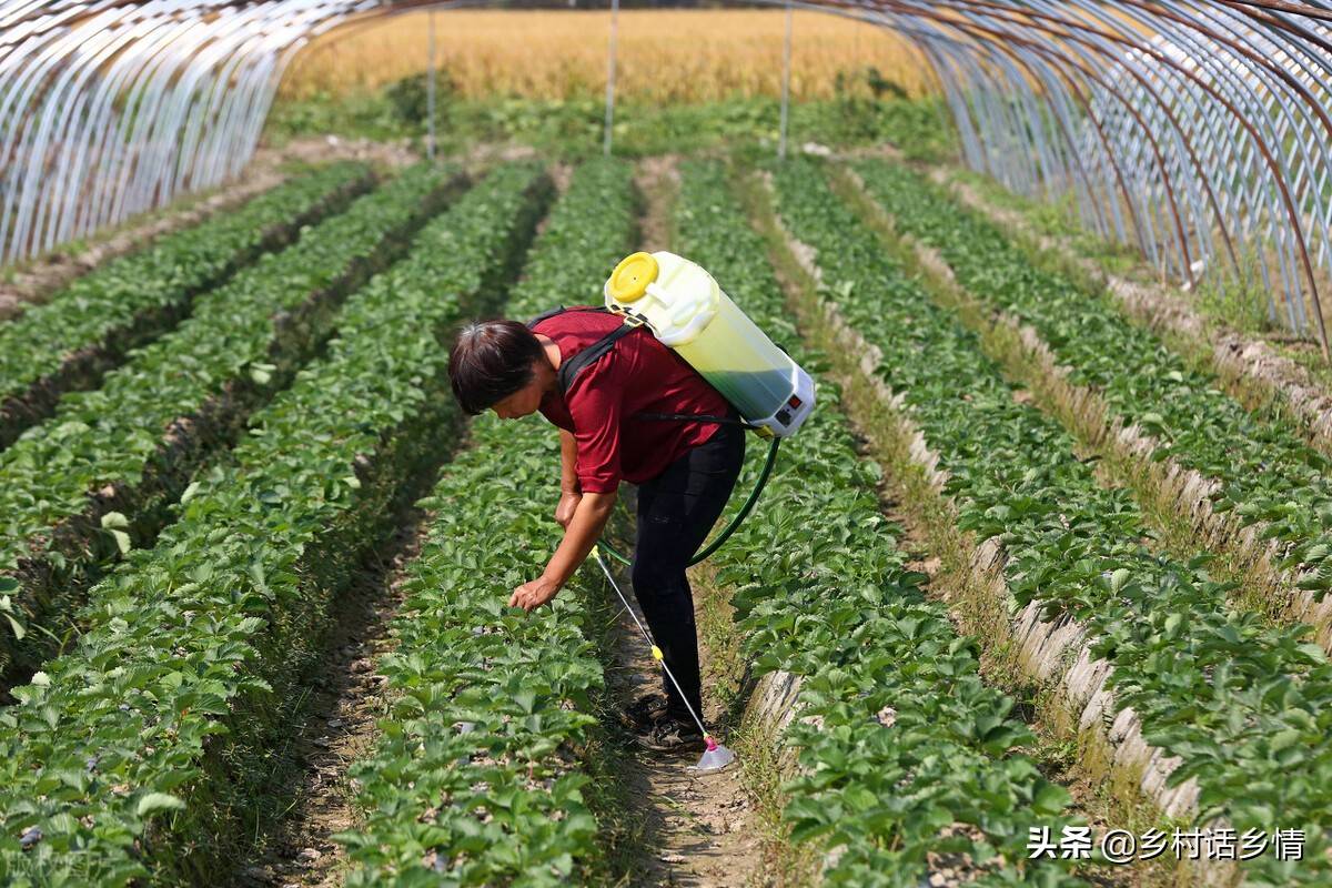 怎样自制农药给蔬菜打药