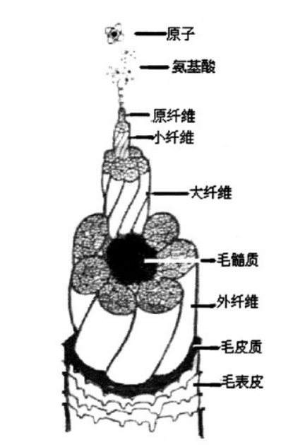 聚光灯与毛发的化学组成和结构关系