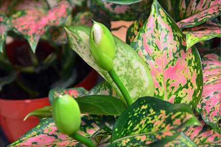 玉如意植物