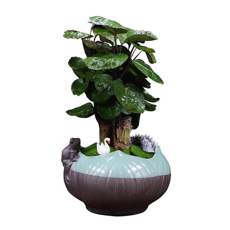 玉如意植物